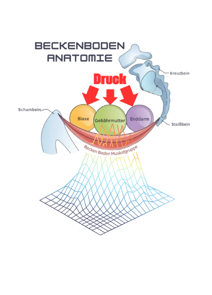 Grafik der Beckenboden-Anatomie mit Blase, Gebärmutter und Enddarm – Darstellung der Druckbelastung auf die Beckenbodenmuskulatur