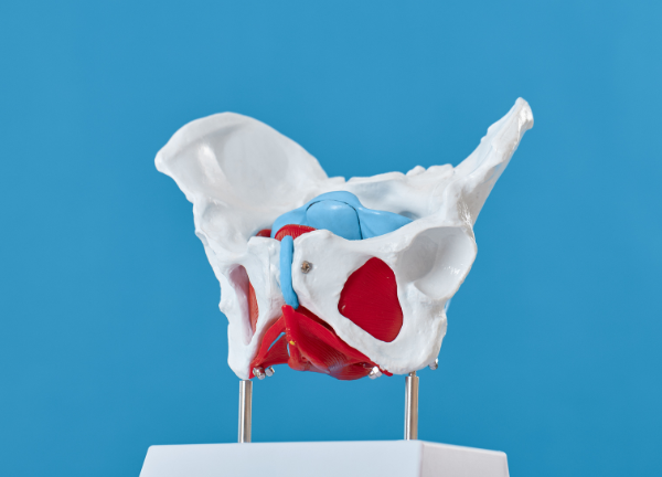 Beckenboden Anatomie – Darstellung der Beckenbodenmuskulatur