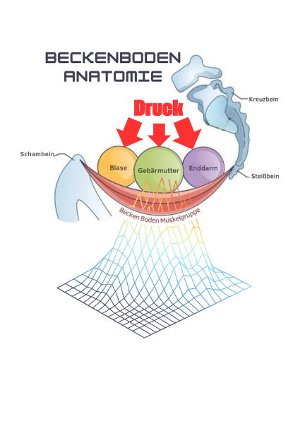 Grafik der Beckenboden-Anatomie mit Blase, Gebärmutter und Enddarm – Darstellung der Druckbelastung auf die Beckenbodenmuskulatur